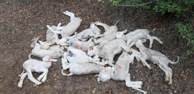 Köyde Esrarengiz Olay, 150 Kuzu Telef Oldu