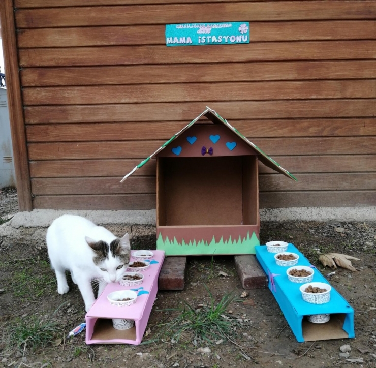 Öğrenciler Mama İstasyonu Kurdu