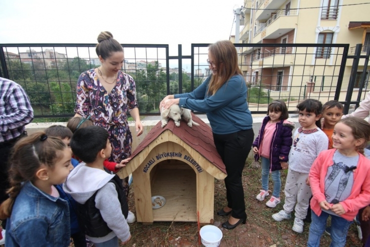 Büyükşehir’den Okullara Kedi Ve Köpek Yuvası