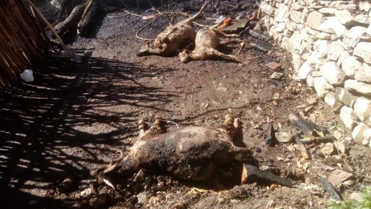 Tunceli’de 2 Ev Yandı, Çok Sayıda Hayvan Da Telef Oldu