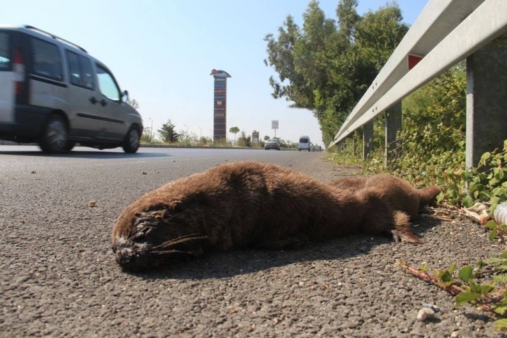 Nesli Tükenmekte Olan Su Samuru Karayolunda Ezildi