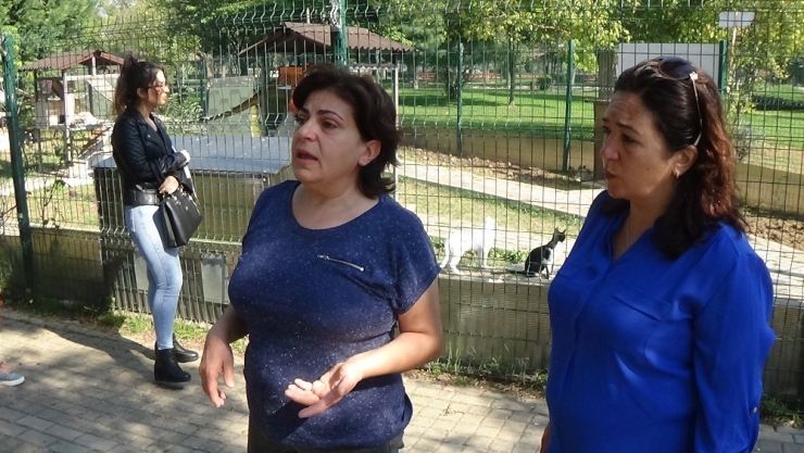 Kediyi Mangalda Diri Diri Yaktılar