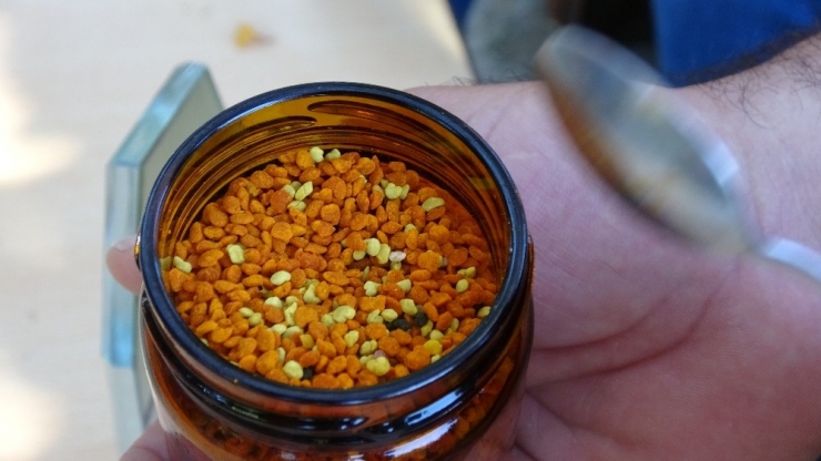 İçinde 70’e Yakın Vitamin Olan Şifa Kaynağı Polenin Bilinmeyen Yönleri