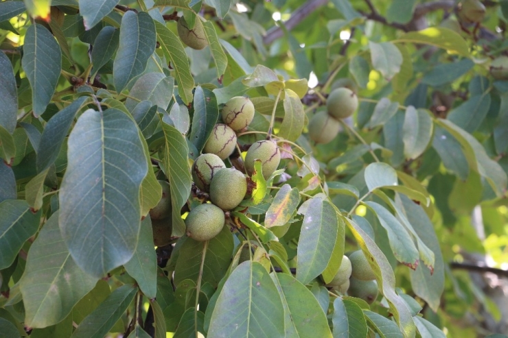 Erzincan’da Ceviz Üretimi Her Geçen Gün Artıyor