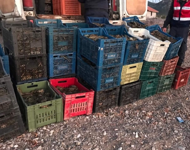 Isparta’da 900 Kilo Kerevit Ele Geçirildi