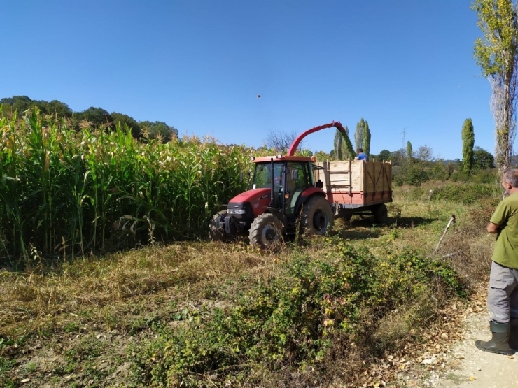 Pazarlar’da Silajlık Mısır Hasadına Başlandı