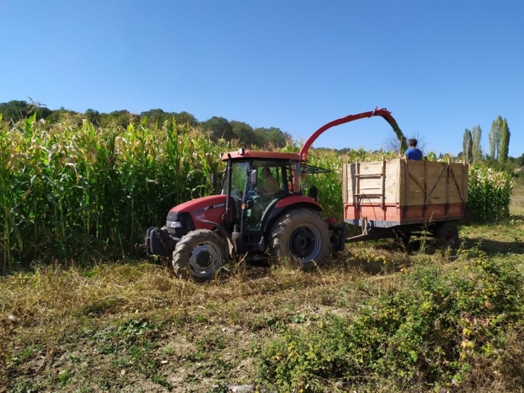 Pazarlar’da Silajlık Mısır Hasadına Başlandı