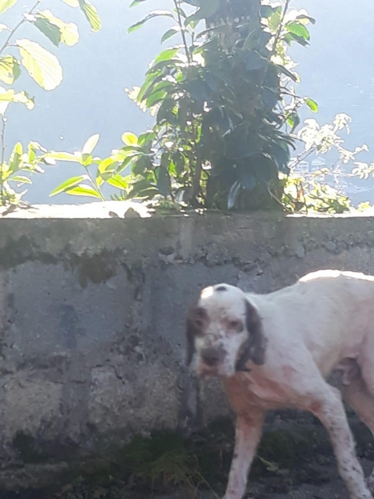 Mahalleye Giren Köpek 75 Tavuk, 10 Hindiyi Telef Etti