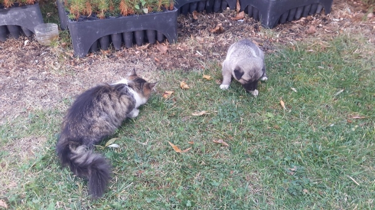 Kangal İle Kedinin Dostluğu