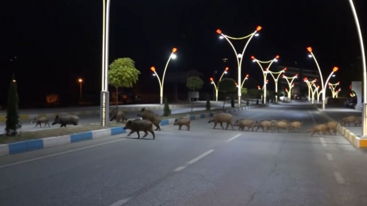 Tunceli’de Yaban Domuzları Bu Kez De Gündüz Görüntülendi