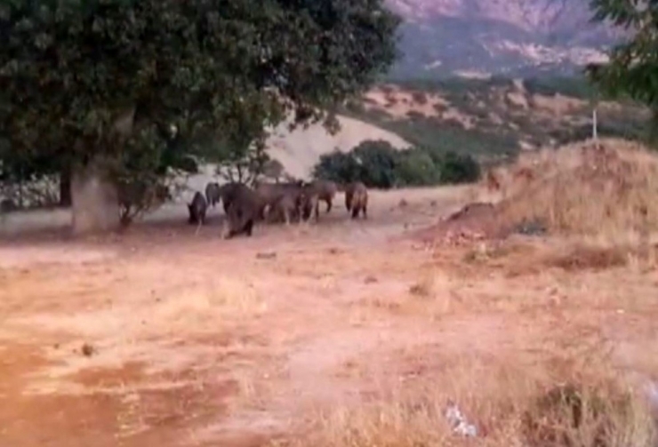 Tunceli’de Yaban Domuzları Bu Kez De Gündüz Görüntülendi