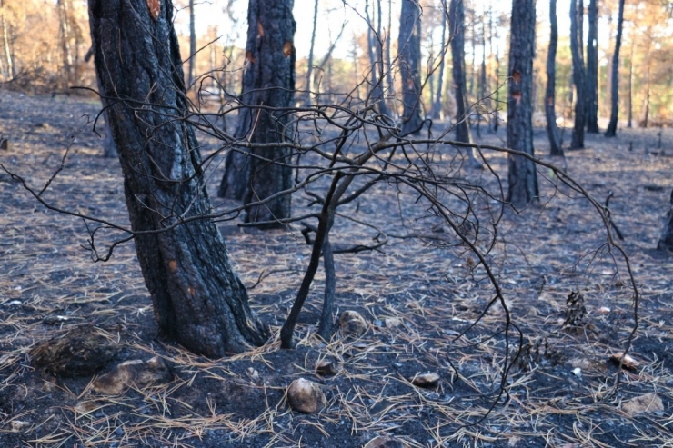 Yangın Yarası Yeniden Sarılacak