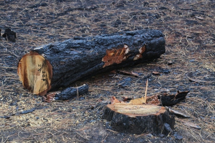 Yangın Yarası Yeniden Sarılacak