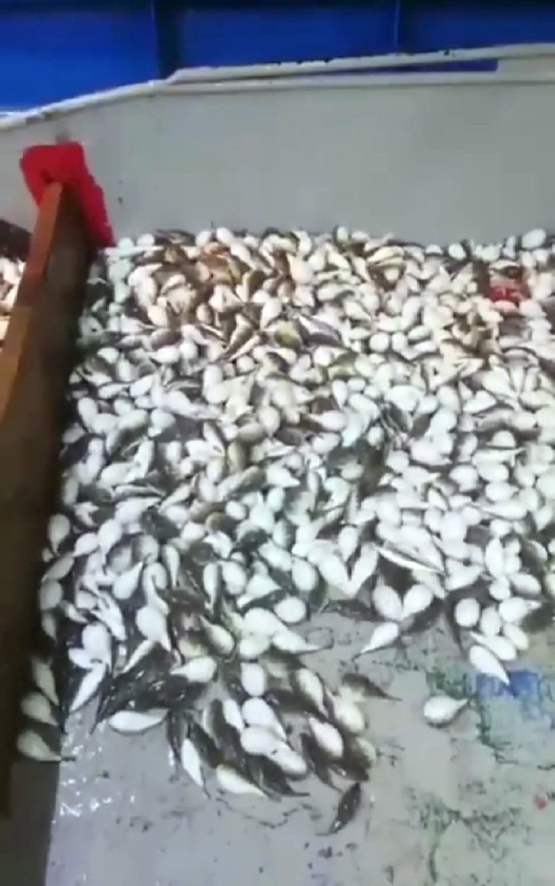 Antalya’da Balıkçı Ağına Yüzlerce Balon Balığı Takıldı