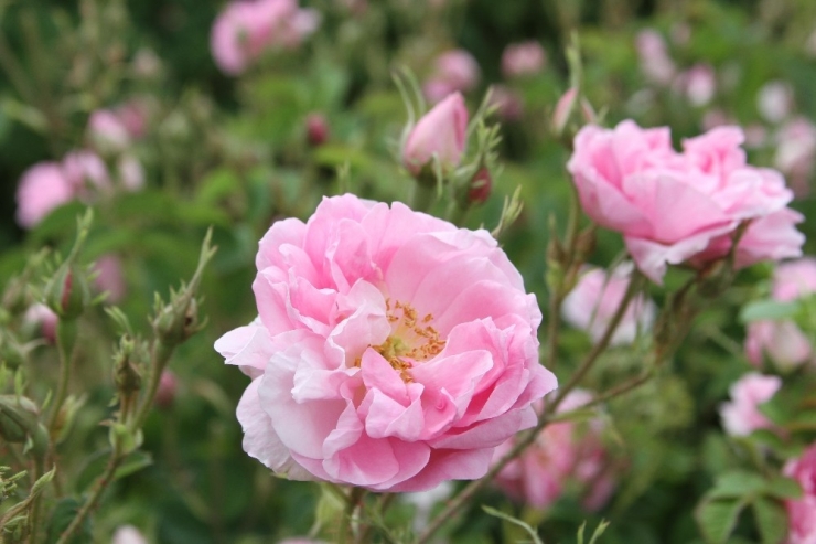 Gül Üreticisine Rekolte Artışı Şoku: Alım Fiyatı 7.80 Lirada Kaldı