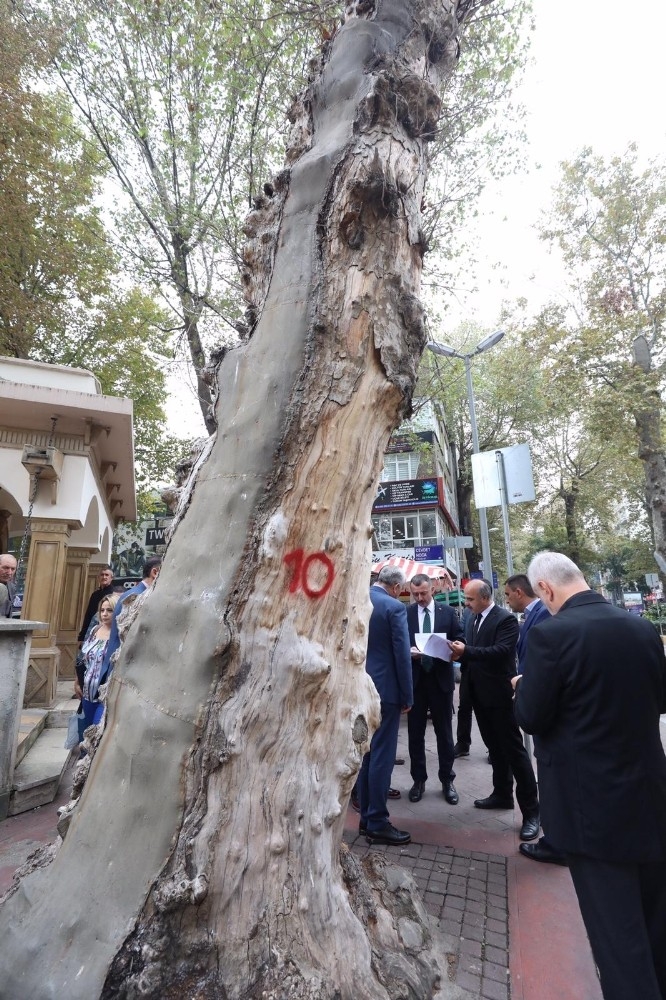 Devrilme Riski Olan Asırlık Çınar Ağacı Kesilecek