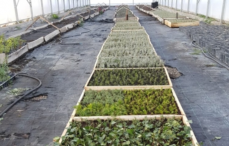 Elbistan’da Lavanta Vadisi Oluşturuluyor