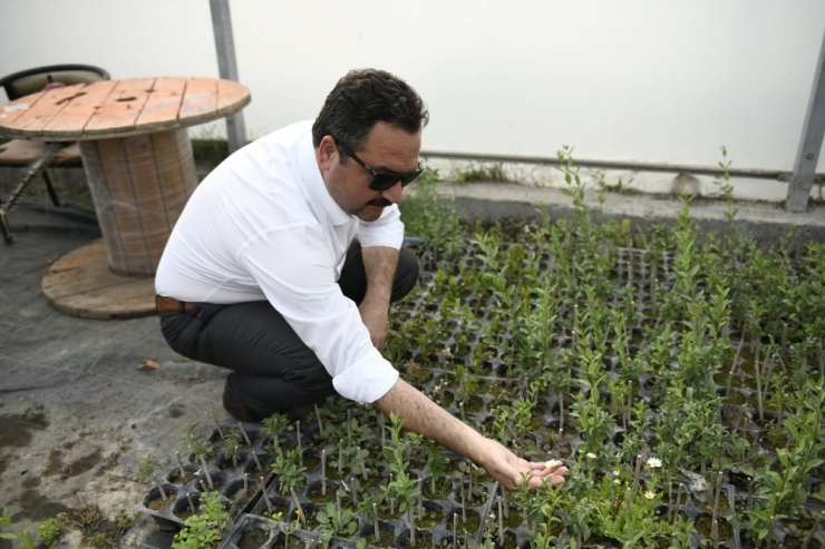 Elbistan’da Lavanta Vadisi Oluşturuluyor