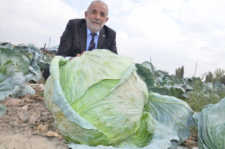 Elbistan Lahanasına "Coğrafi İşaret" Alınacak