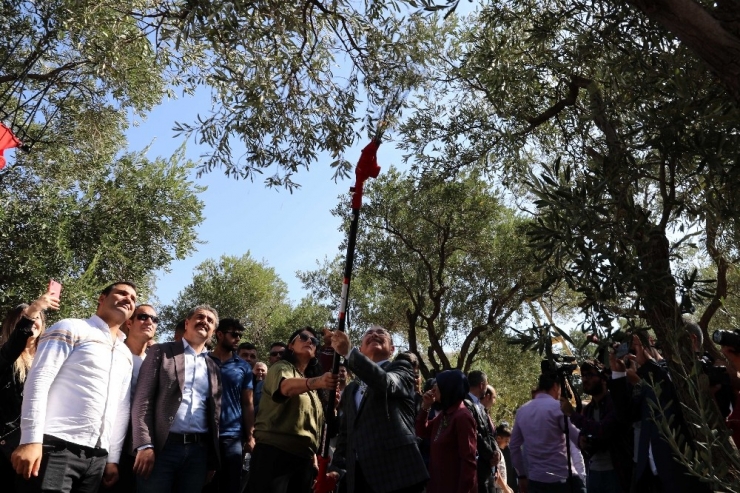 Ödüllü Derik Zeytininde Hasat Sezonu Başladı