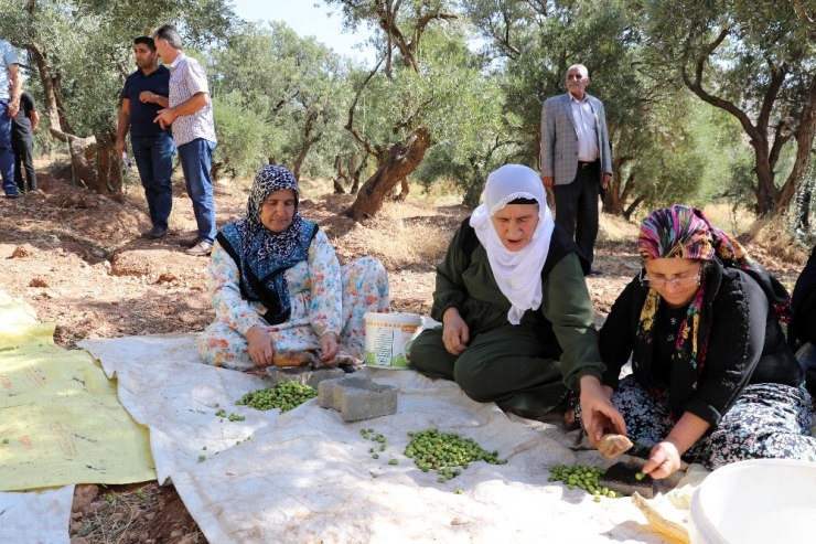 Ödüllü Derik Zeytininde Hasat Sezonu Başladı