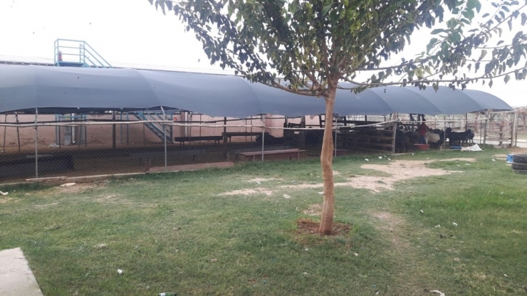 Aydın’dan Gelip Hasmını Tarsus’ta Öldürdü