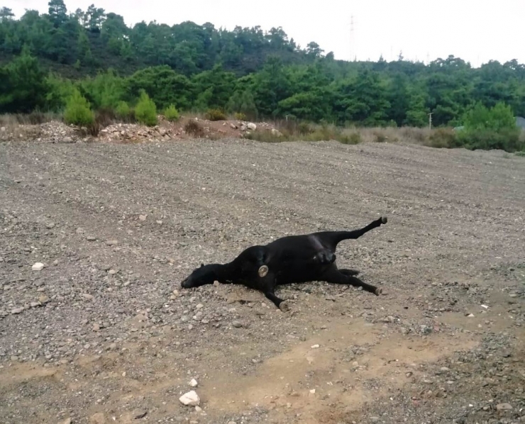 Marmaris’te At Katliamı