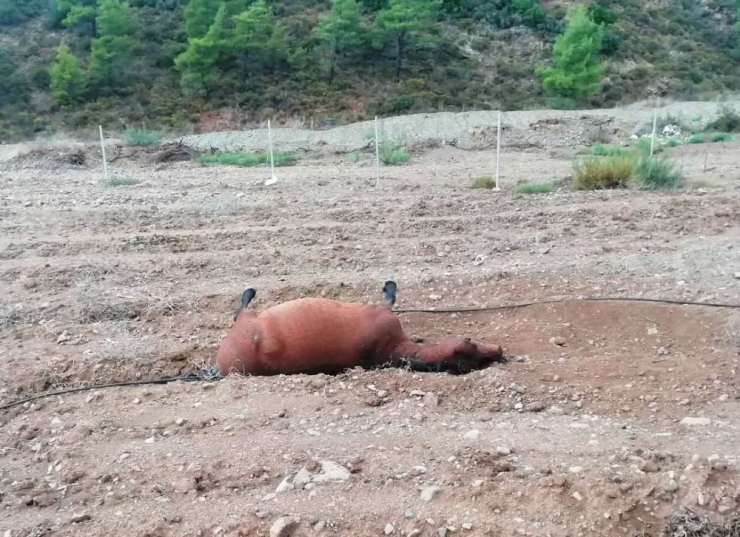 Marmaris’te At Katliamı