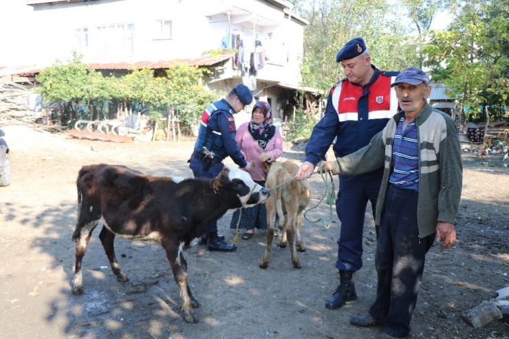 Çalınan Büyükbaş Hayvanlarına Kavuşan Vatandaşların Sevinci