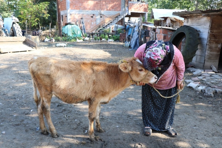 Çalınan Büyükbaş Hayvanlarına Kavuşan Vatandaşların Sevinci