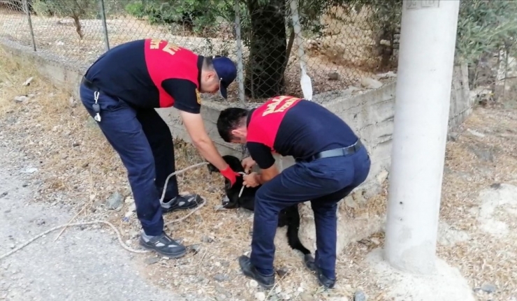 13 Metrelik Kör Kuyuya Düşen Köpeği İtfaiye Kurtardı