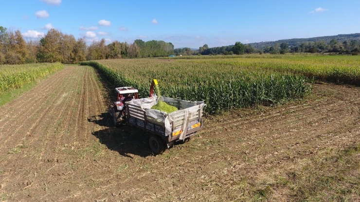 Sinop’ta Silajlık Mısır Hasadına Başlandı