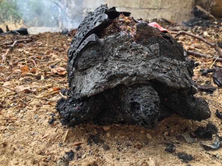 Yanan Kaplumbağanın Görüntüsü Yürekleri Sızlattı