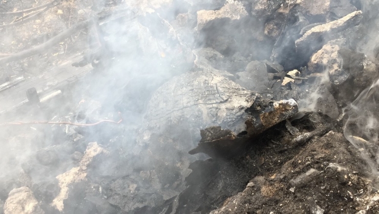 Yanan Kaplumbağanın Görüntüsü Yürekleri Sızlattı