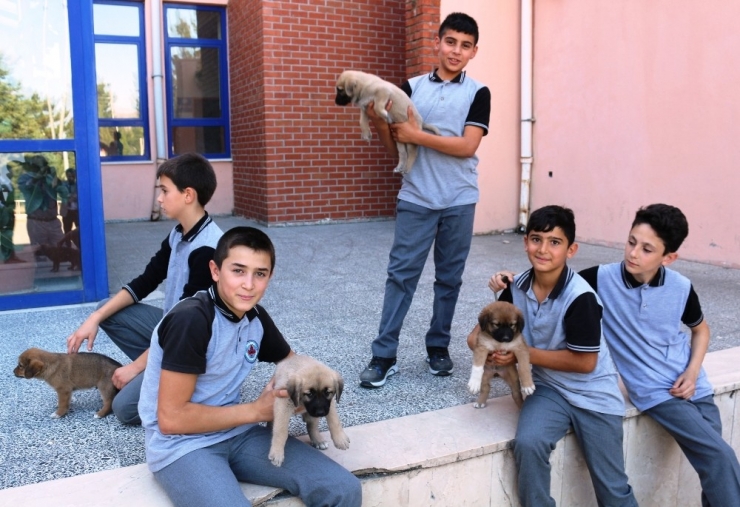 Kendi Yaptıkları Bileklikleri Satarak Sokak Hayvanlarına Umut Oldular