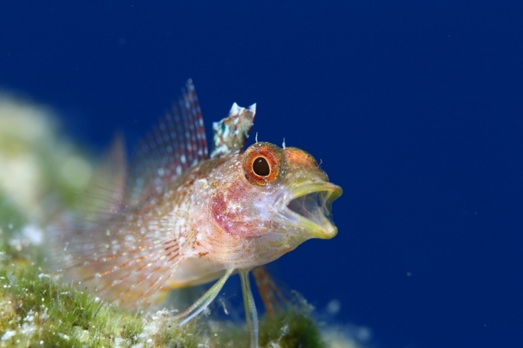 Altın Palet’ Kaş’ta Başladı