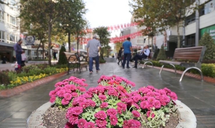 Kışlık Menekşeler Sakarya’da