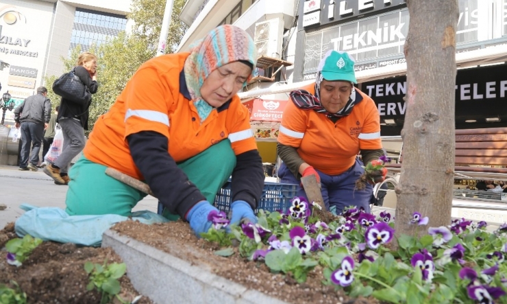 Kışlık Menekşeler Sakarya’da