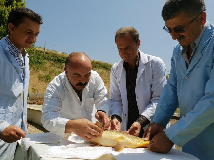 Denizi Olmayan Manisa’nın Yüzü Balıkçılıkla Gülecek