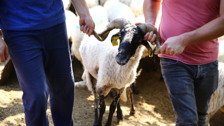 Aydın Büyükşehir, Çine Çaparına Sahip Çıktı