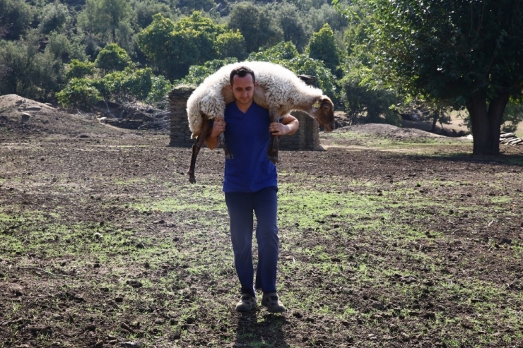 Aydın Büyükşehir, Çine Çaparına Sahip Çıktı