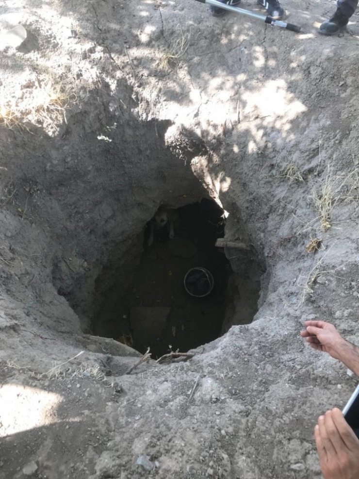 Definecilerin Açtığı Kuyuya Düşen Köpek Kurtarıldı