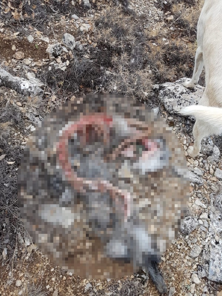 Hava Kararınca Dağda Unutulan 5 Keçi Kurtlar Tarafından Telef Edildi