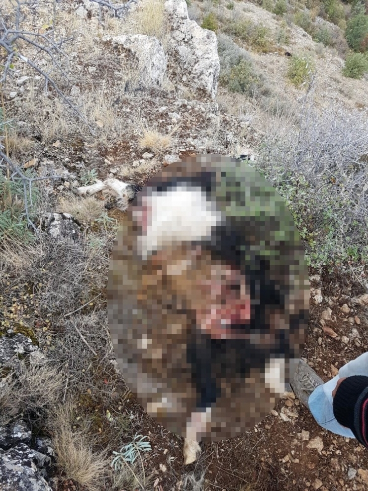 Hava Kararınca Dağda Unutulan 5 Keçi Kurtlar Tarafından Telef Edildi