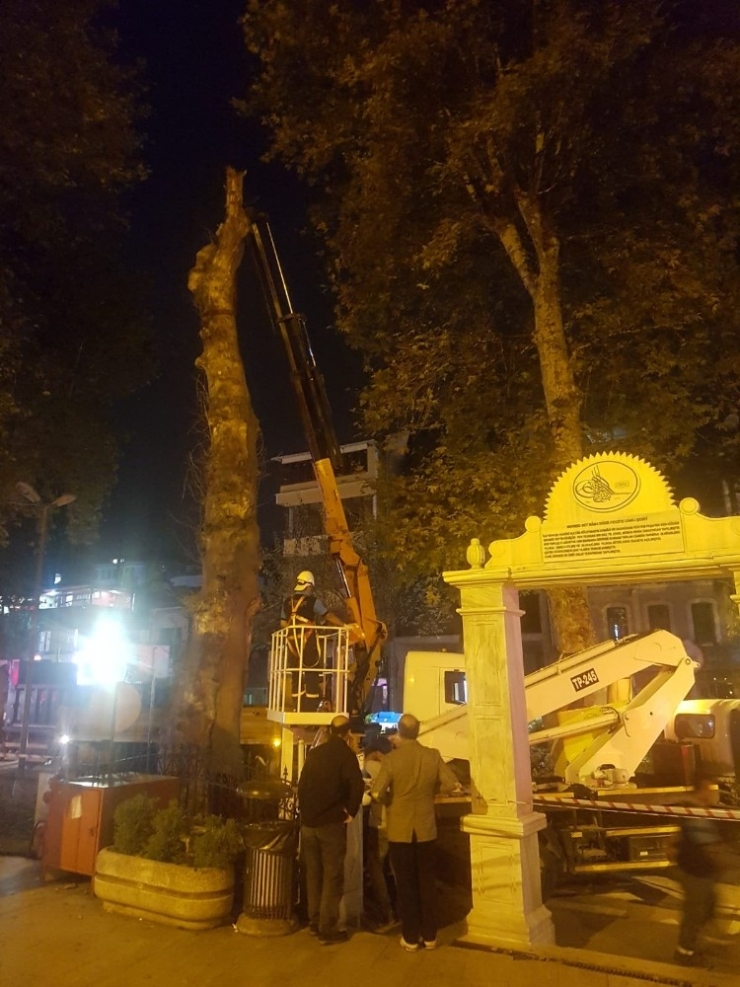 Devrilme Riski Taşıyan Çınar Ağacı Kesildi