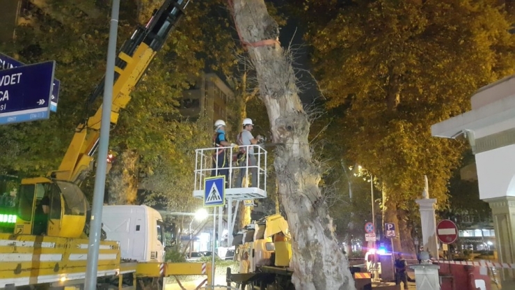 Devrilme Riski Taşıyan Çınar Ağacı Kesildi