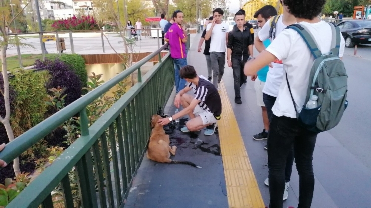 Vicdansız Sürücünün Çarpıp Kaçtığı Köpeğe Yoldan Geçen Gençler Sahip Çıktı