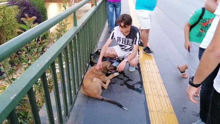 Vicdansız Sürücünün Çarpıp Kaçtığı Köpeğe Yoldan Geçen Gençler Sahip Çıktı