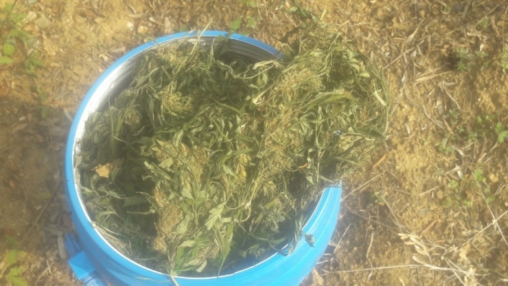 Ceviz Bahçesine Gömülü 10 Kilo Esrar Ele Geçirildi