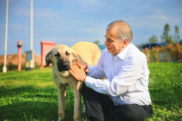 Sopayla Acımasızca Dövülen Köpek Artık ‘Mutlu’ Olacak
